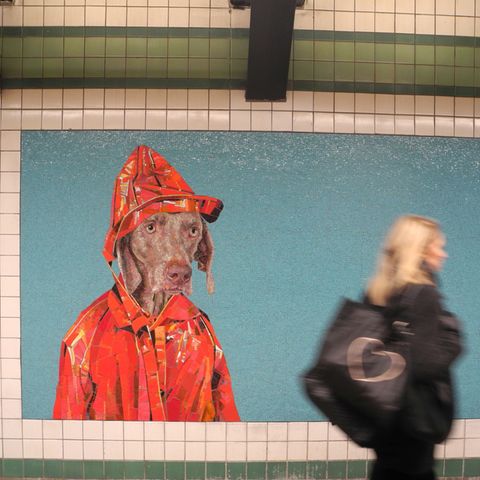 Bilder des Künstler William Wegman in der New Yorker U-Bahn-Station