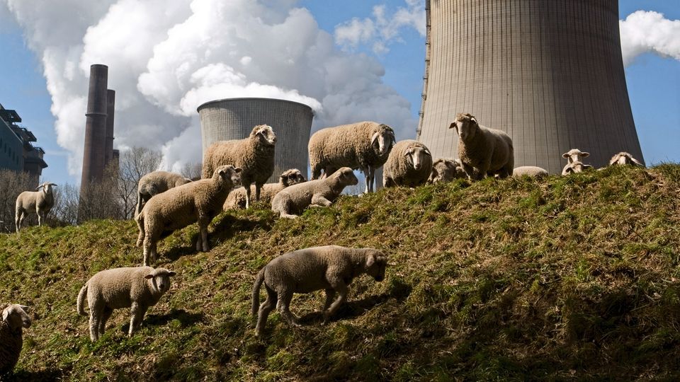 Verqualmtes Idyll: Neben dem Braunkohlekraftwerk Niederaußem grasen Schafe