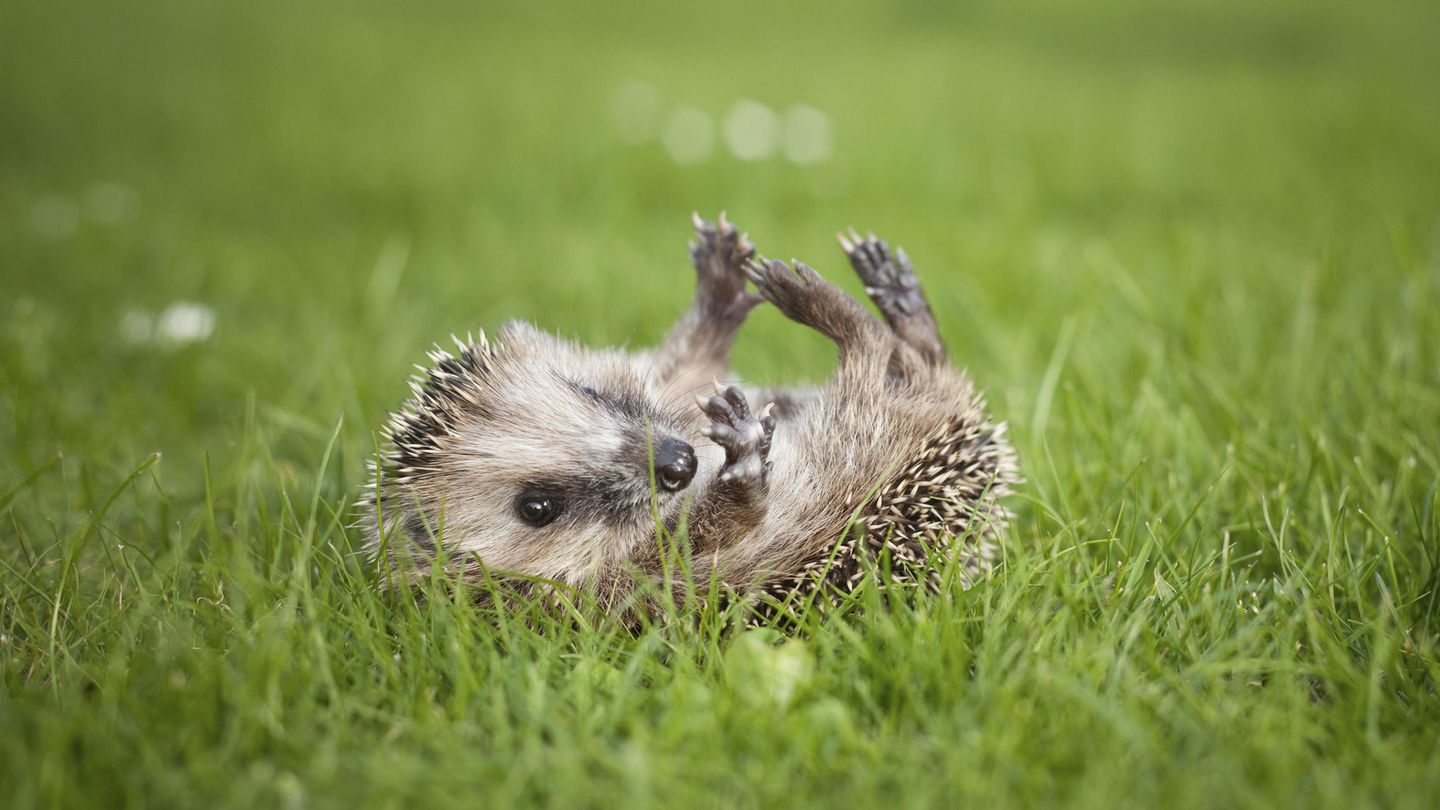 nachrichten deutschland - betrunkene igel nachrichten deutschland - betrunkene igel