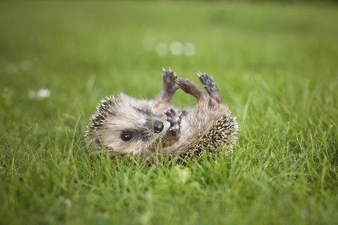 nachrichten deutschland - betrunkene igel