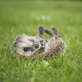 nachrichten deutschland - betrunkene igel