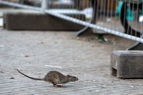 Eine Ratte rennt über die Straße