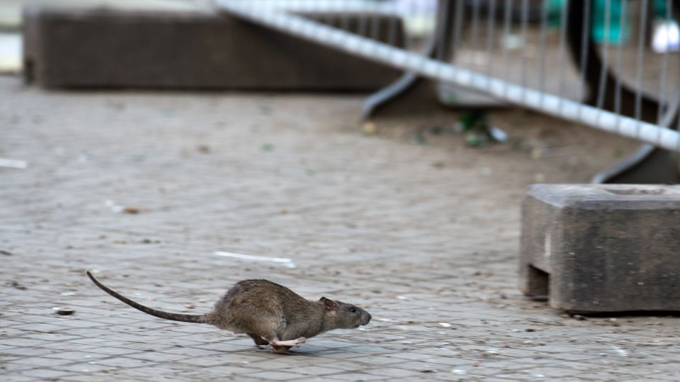Eine Ratte rennt über die Straße