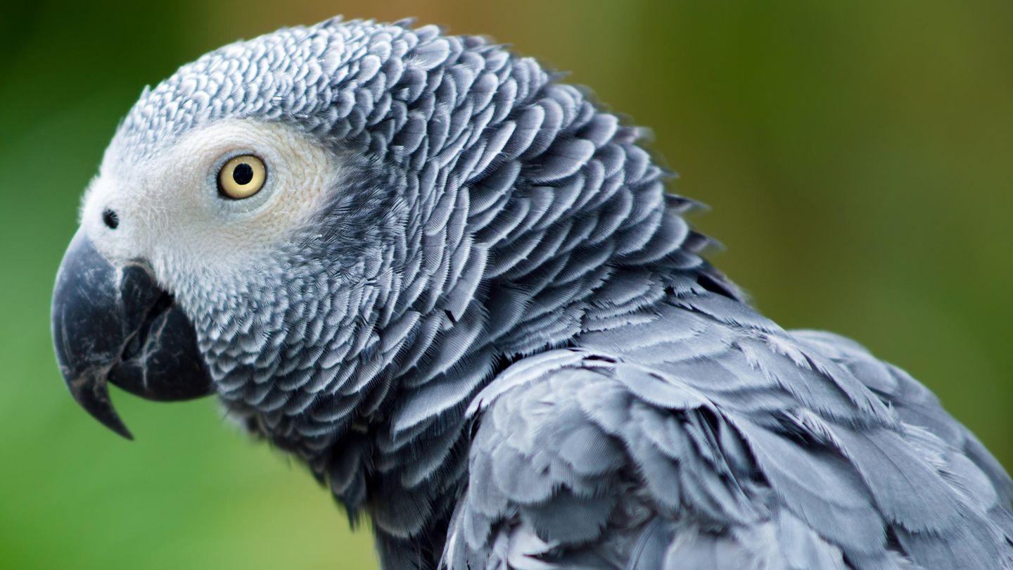 Papagei Rocco bestellt gern bei Amazon – zum Leidwesen der Besitzerin
