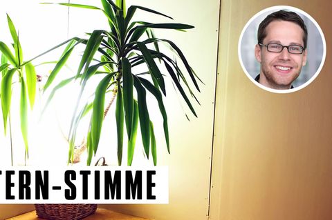 Der Autor verspricht die gemobbste Palme, nach Silvester zurückzugeben