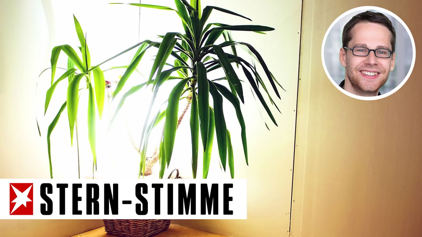 Der Autor verspricht die gemobbste Palme, nach Silvester zurückzugeben