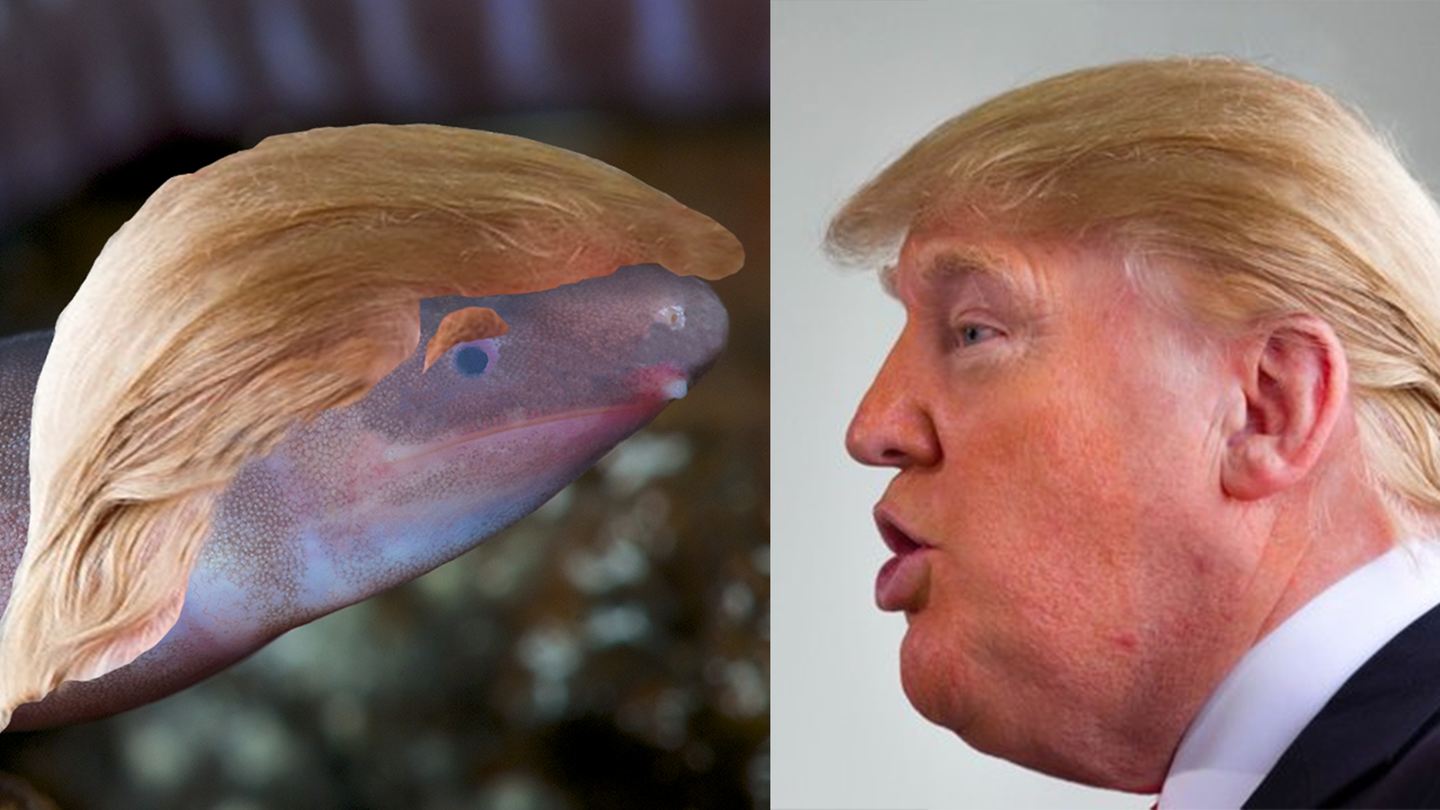 Der Trump-Wurm neben seinem Namensvetter