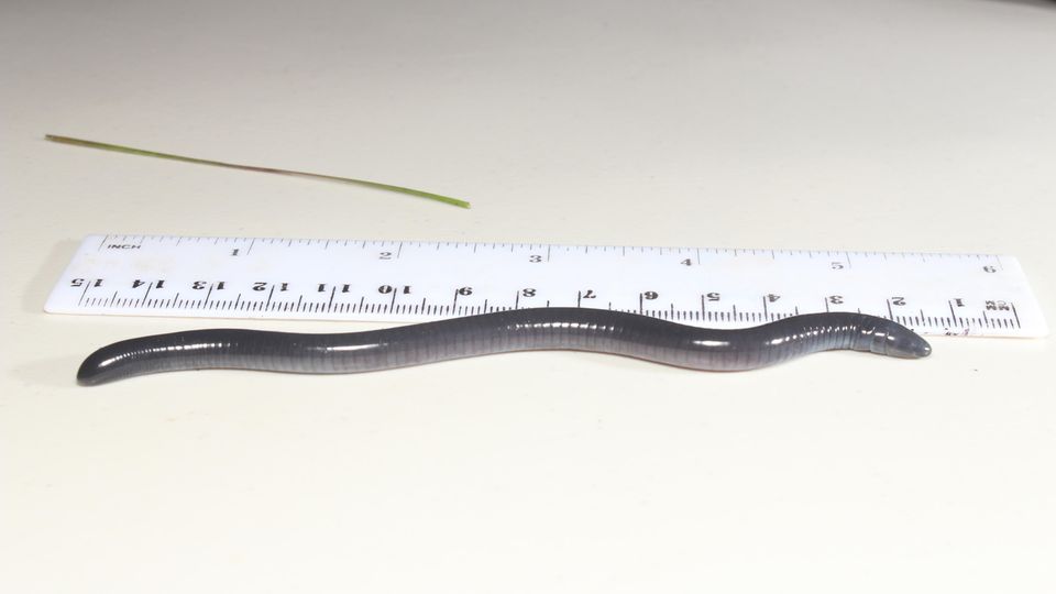 Der Trump-Wurm Der Donald Trump-Wurm neben einem Lineal