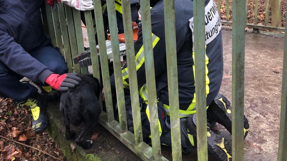 nachrichten deutschland - hund brücke nachrichten deutschland - hund brücke
