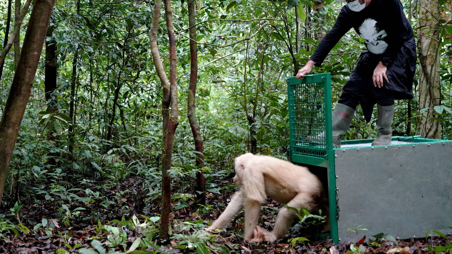 Orang-Utan Alba ist zurück im Dschungel