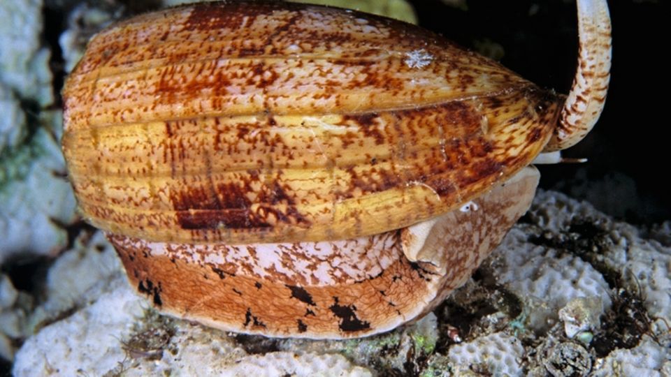 Kegelschnecken erlegen Fische mit Harpunen. Ein Bestandteil ihres Nervengifts wird als hocheffektives Schmerzmittel eingesetzt.