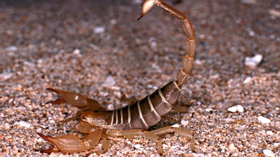 Ein Toxin des gelben Mittelmeerskorpions heftet sich an Hirntumorzellen. Es könnte mit Chemotherapeutika kombiniert werden.