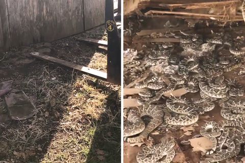 "Schlangengrube": Giftige Überraschung: Texaner hebt Hütte an und findet Klapperschlangen-Nest