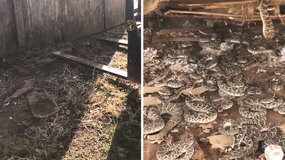"Schlangengrube": Giftige Überraschung: Texaner hebt Hütte an und findet Klapperschlangen-Nest "Schlangengrube": Giftige Überraschung: Texaner hebt Hütte an und findet Klapperschlangen-Nest