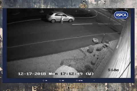Mann setzt Hund auf der Straße aus