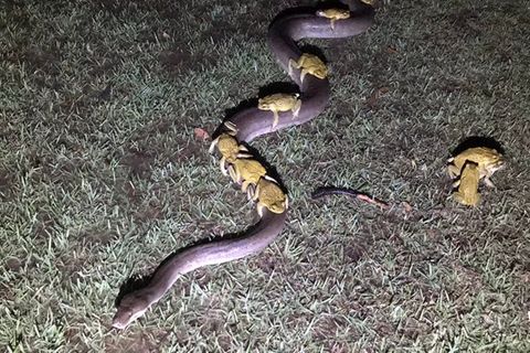 Australien: Nach heftigem Sturm: Kröten reiten Python