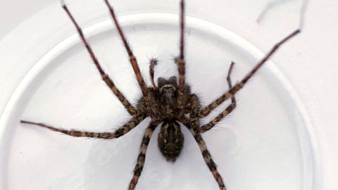 So eine Spinne möchte man wirklich nicht im eigenen Haus finden