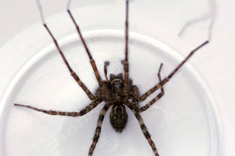 So eine Spinne möchte man wirklich nicht im eigenen Haus finden