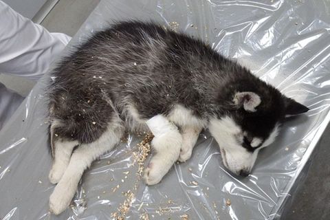 Ein toter Husky-Welpe auf einer Plastikfolie