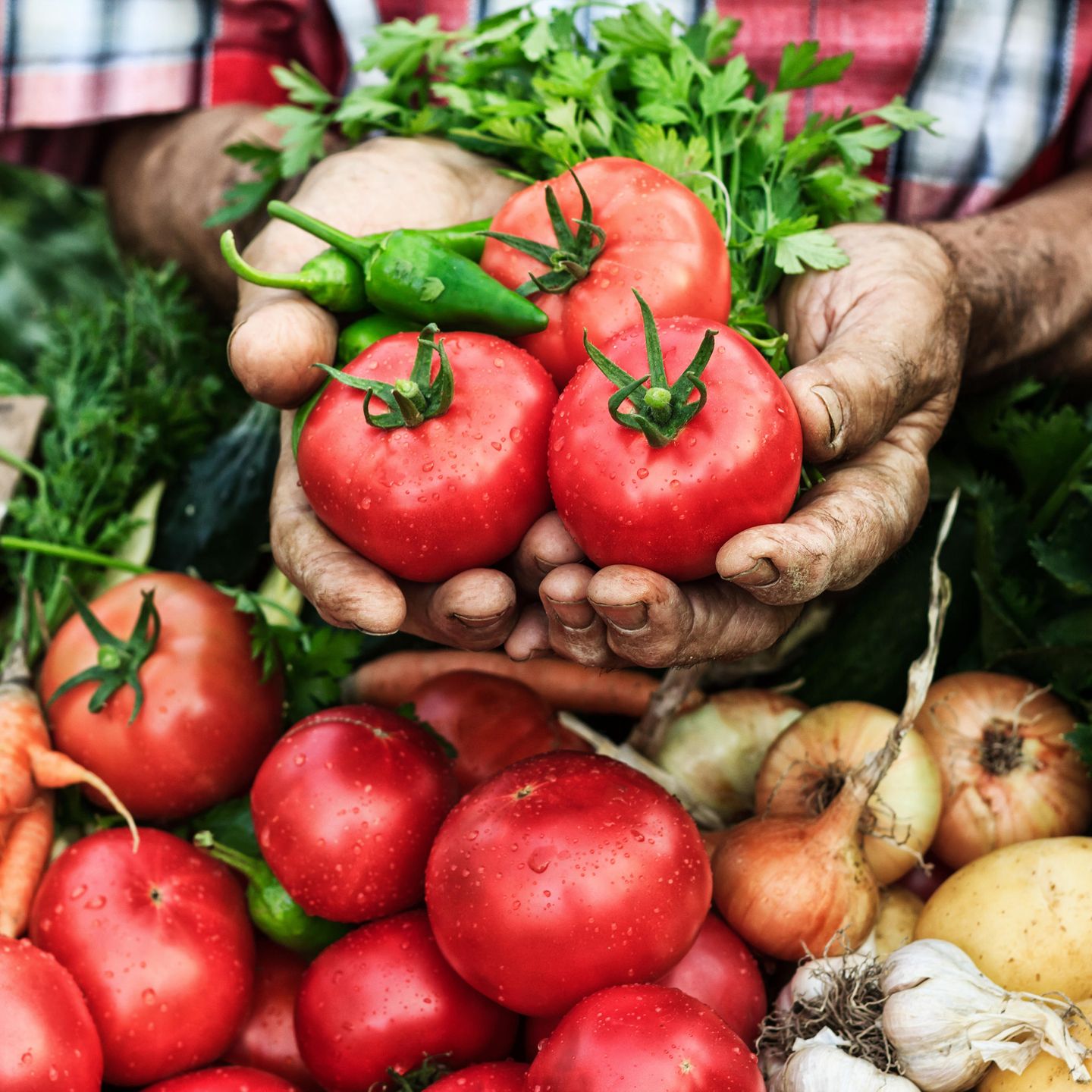obst für gesunde darmflora und zum abnehmen