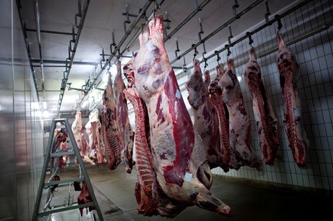 Halal-zertifiziertes Rindfleisch in einem Schlachthof