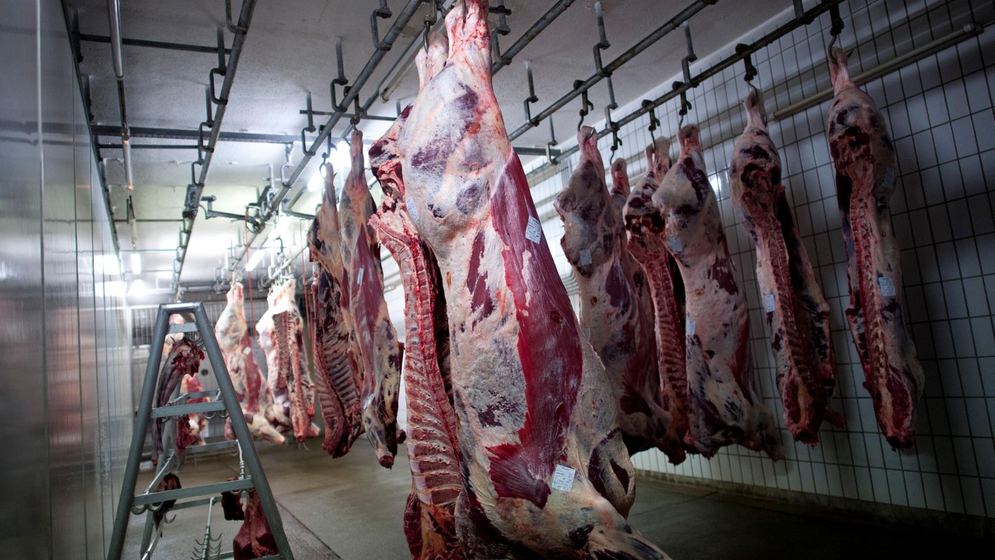 Halal-zertifiziertes Rindfleisch in einem Schlachthof