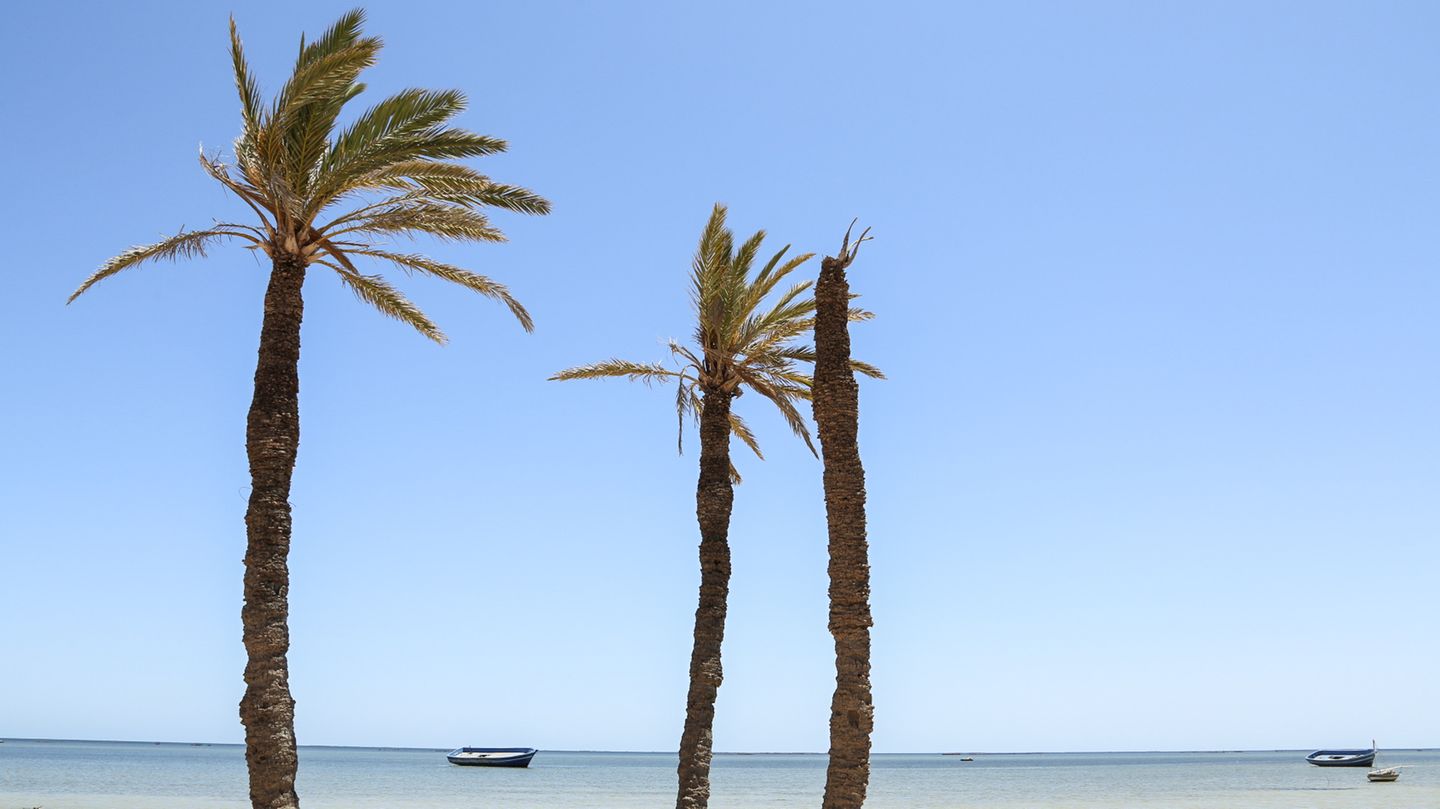 Palmen am Strand