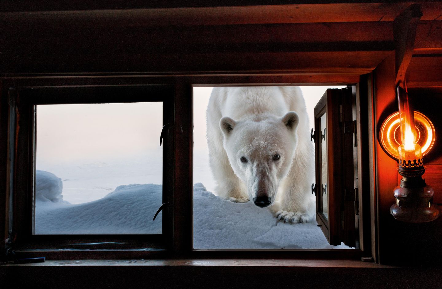 Hereinspaziert? Nicht ganz. Die Tür ließ Paul Nicklen in Svalbard, Norwegen, dann doch besser geschlossen.