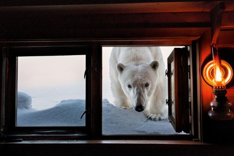 Hereinspaziert? Nicht ganz. Die Tür ließ Paul Nicklen in Svalbard, Norwegen, dann doch besser geschlossen.