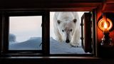 Hereinspaziert? Nicht ganz. Die Tür ließ Paul Nicklen in Svalbard, Norwegen, dann doch besser geschlossen.