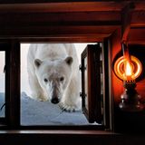 Hereinspaziert? Nicht ganz. Die Tür ließ Paul Nicklen in Svalbard, Norwegen, dann doch besser geschlossen.