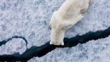 Ist da unten jemand? Dieser Eisbär sucht nach Nahrung unter dem vom Eisbrecher gebrochenen Eis