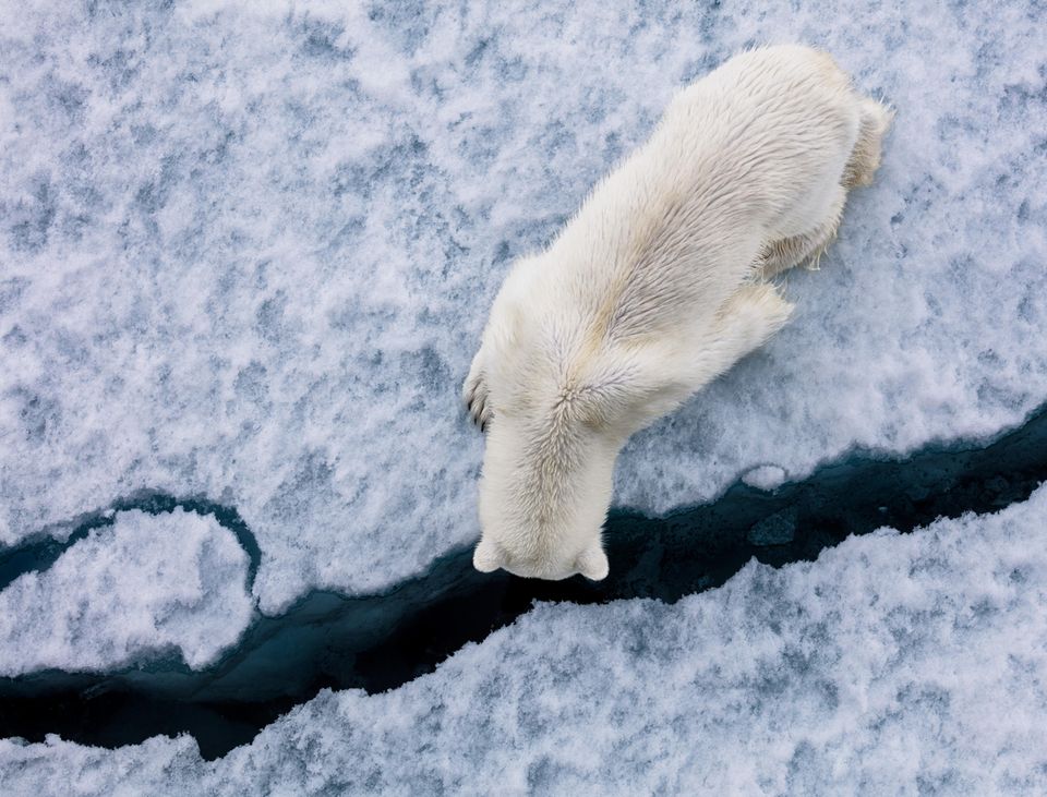 Is er iemand die ijsbeer op zoek is naar voedsel onder het ijs dat gebroken is door de ijsbreker?