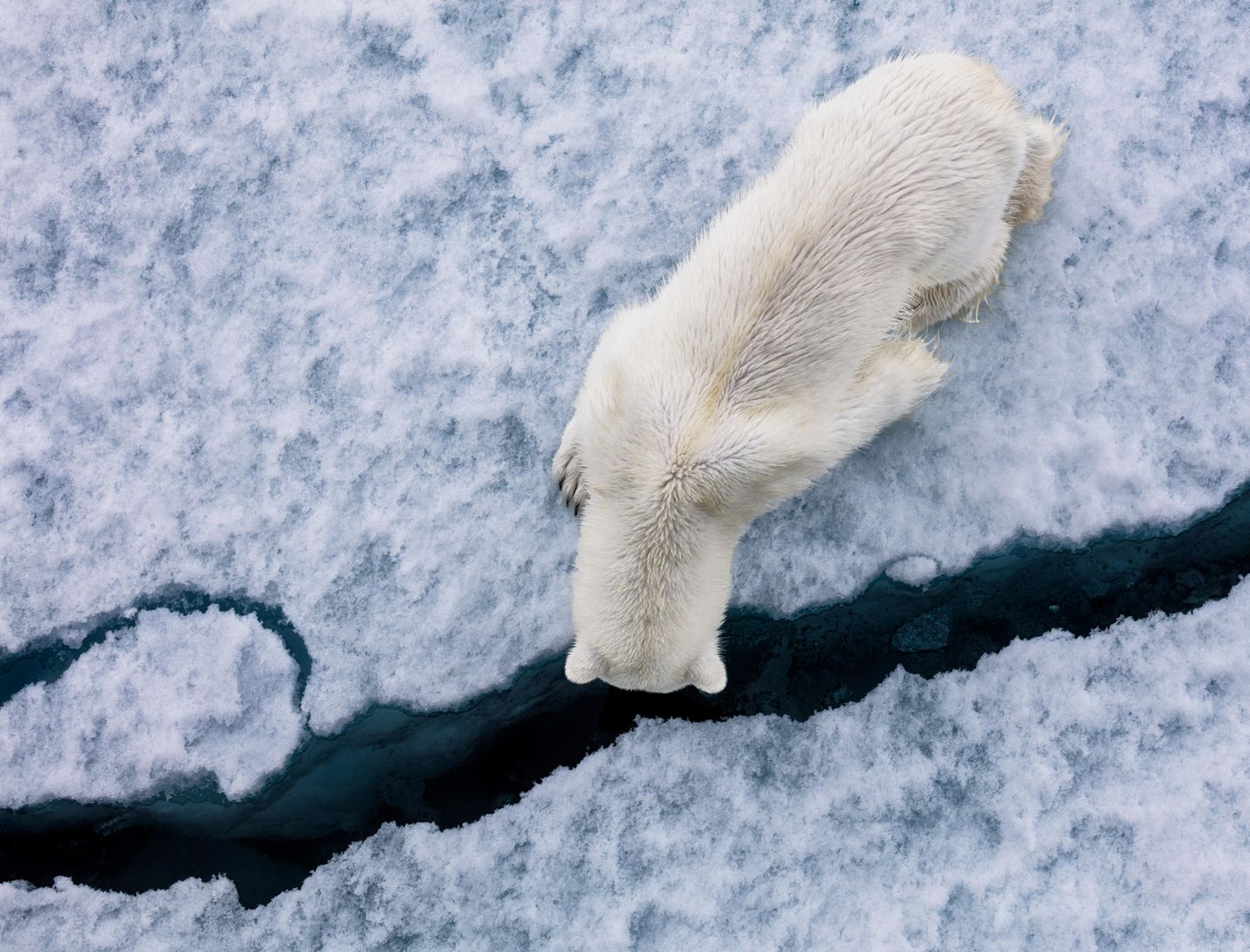 Ist da unten jemand? Dieser Eisbär sucht nach Nahrung unter dem vom Eisbrecher gebrochenen Eis