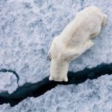 Ist da unten jemand? Dieser Eisbär sucht nach Nahrung unter dem vom Eisbrecher gebrochenen Eis