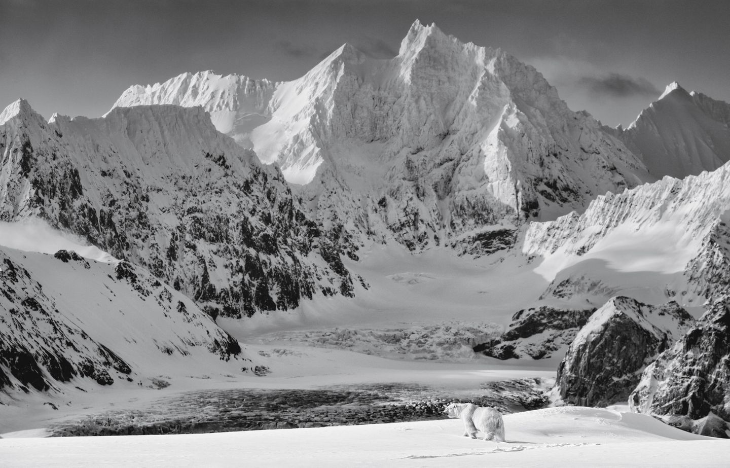 Langer Marsch mit knurrendem Magen: Zwei Tage folgte Fotograf Paul Nicklen diesem Eisbär auf Nahrungssuche. Um ein Uhr morgens entstand das Bild auf der Insel Spitzbergen.