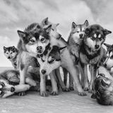 Bitte nicht drängeln: Grönland-Huskies erwarten ungeduldig den Start ihrer Reise