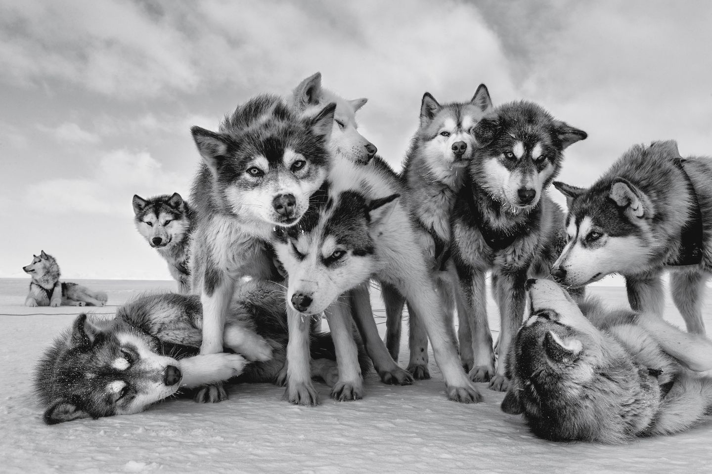 Bitte nicht drängeln: Grönland-Huskies erwarten ungeduldig den Start ihrer Reise
