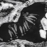 Walauftrieb - alles eine Frage der Organisation: Männliche Narwale erholen sich in einem Eisloch, bevor sie wieder abtauchen, um sich am Grönlanddorsch zu laben.