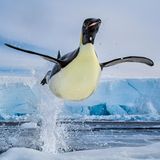 Ein Pinguin springt im Rossmeer auf eine Scholle. Die Aufnahme schoss der Fotograf Paul Nicklen in der Antarktis. Sein Buch "Born to Ice" erschien jetzt bei teNeues.