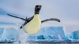 Ein Pinguin springt im Rossmeer auf eine Scholle. Die Aufnahme schoss der Fotograf Paul Nicklen in der Antarktis. Sein Buch "Born to Ice" erschien jetzt bei teNeues.