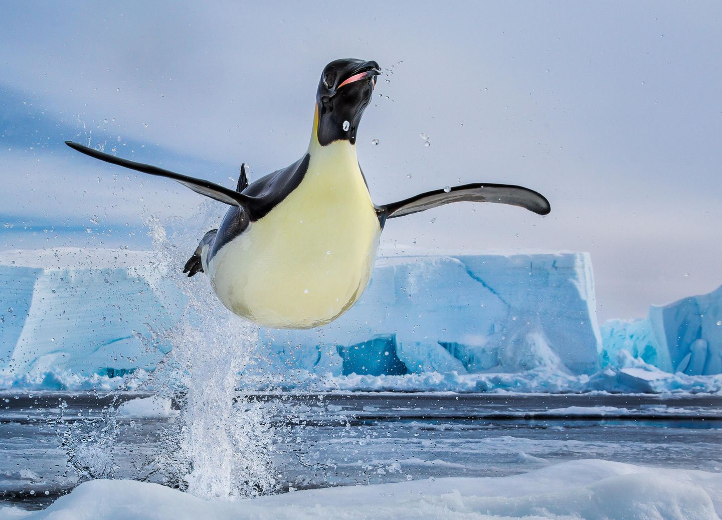 Ein Pinguin springt im Rossmeer auf eine Scholle. Die Aufnahme schoss der Fotograf Paul Nicklen in der Antarktis. Sein Buch "Born to Ice" erschien jetzt bei teNeues.
