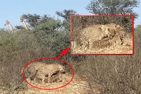 Krüger Nationalpark: Safari-Teilnehmer filmen Geparden bei Dreier