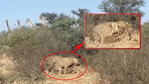 Krüger Nationalpark: Safari-Teilnehmer filmen Geparden bei Dreier