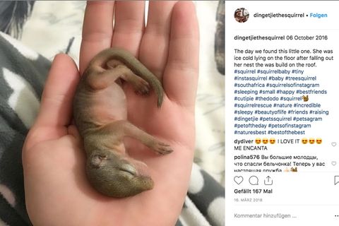 Ein Eichhörnchenbaby liegt in der Handfläche seiner Finderin