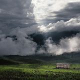 Blick über Reisfelder und ein Strohhaus