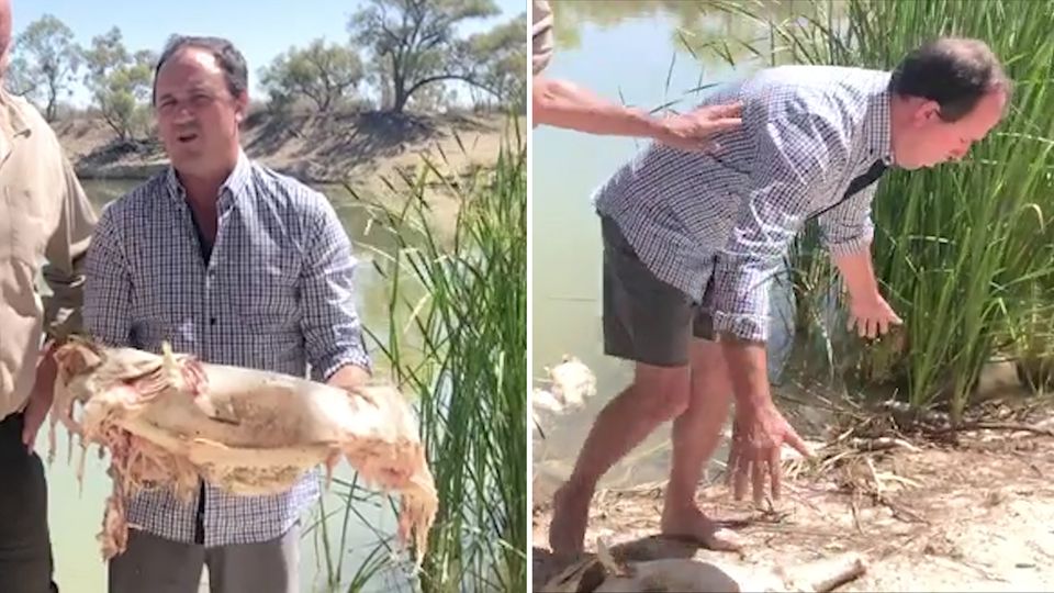 Fischsterben in Australien: Politiker übergibt sich von Fischgestank – doch dieses virale Video hat einen ernsten Hintergrund Fischsterben in Australien: Politiker übergibt sich von Fischgestank – doch dieses virale Video hat einen ernsten Hintergrund