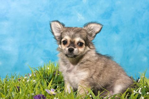 Chihuahua