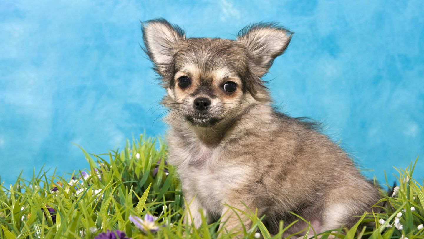 Chihuahua