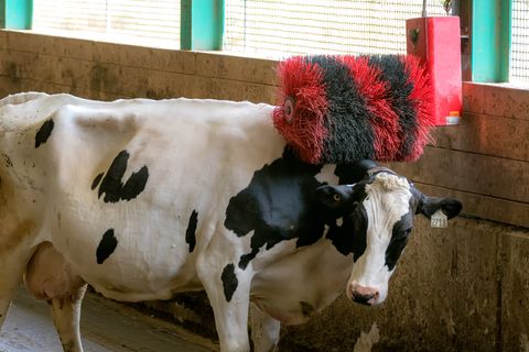 Kriterien für die Tierwohl-Kennzeichung sind die Haltungsbedingungen der Tiere